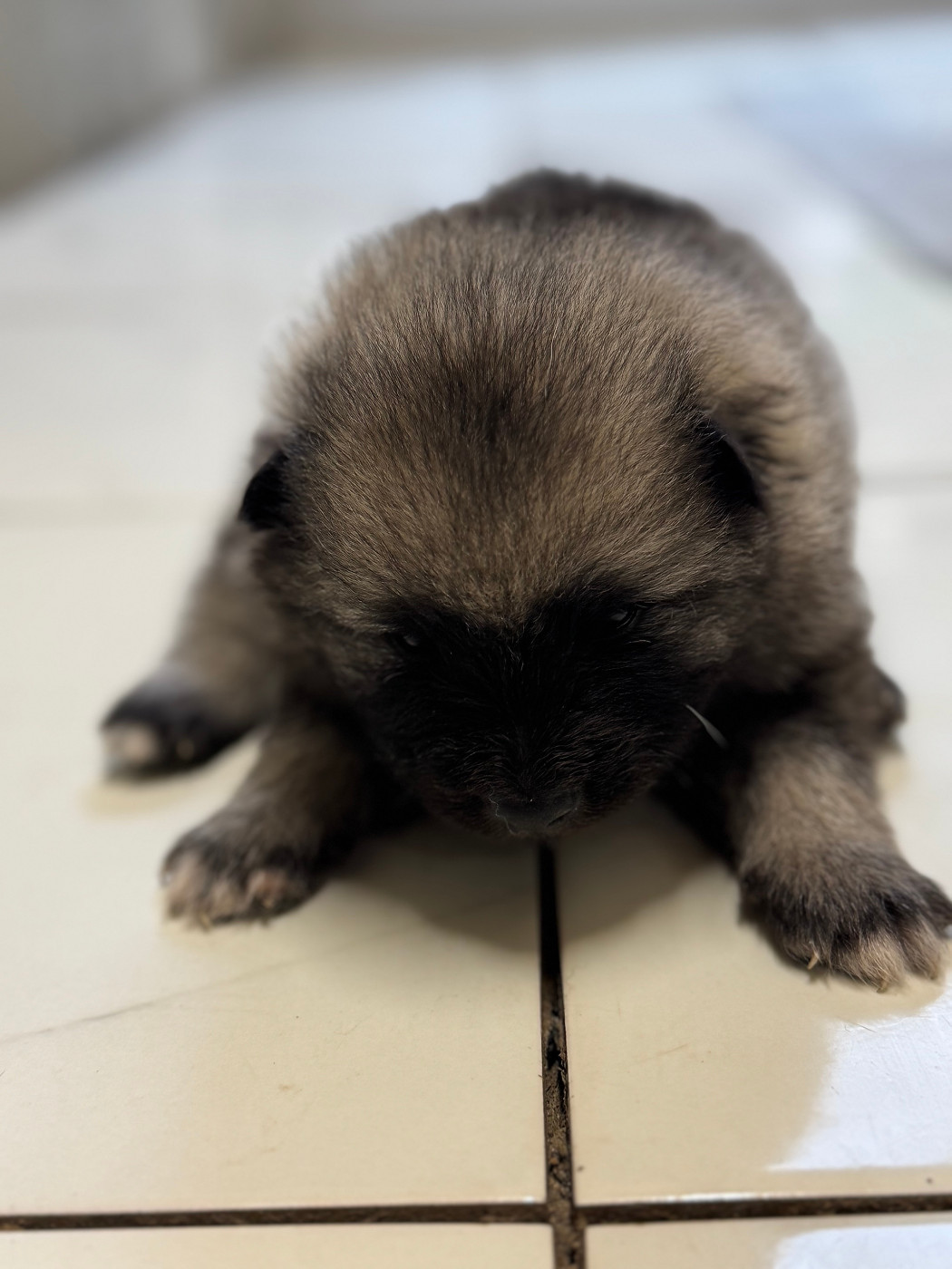 Le Renard Et Le Loup - Chiots disponibles - Spitz allemand
