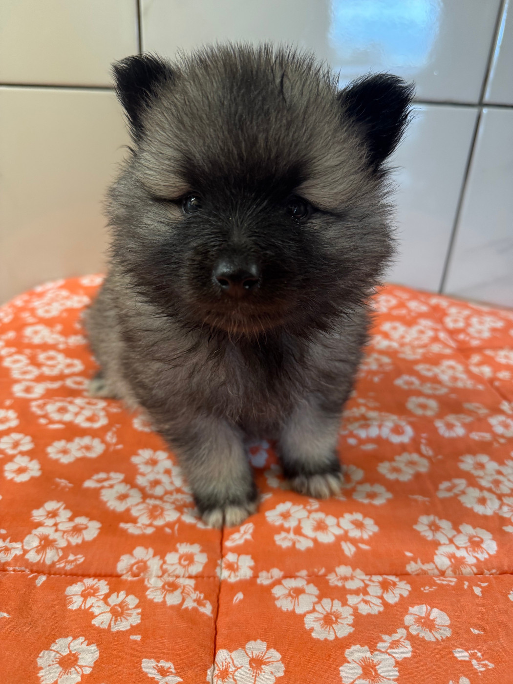 Le Renard Et Le Loup - Chiots disponibles - Spitz allemand