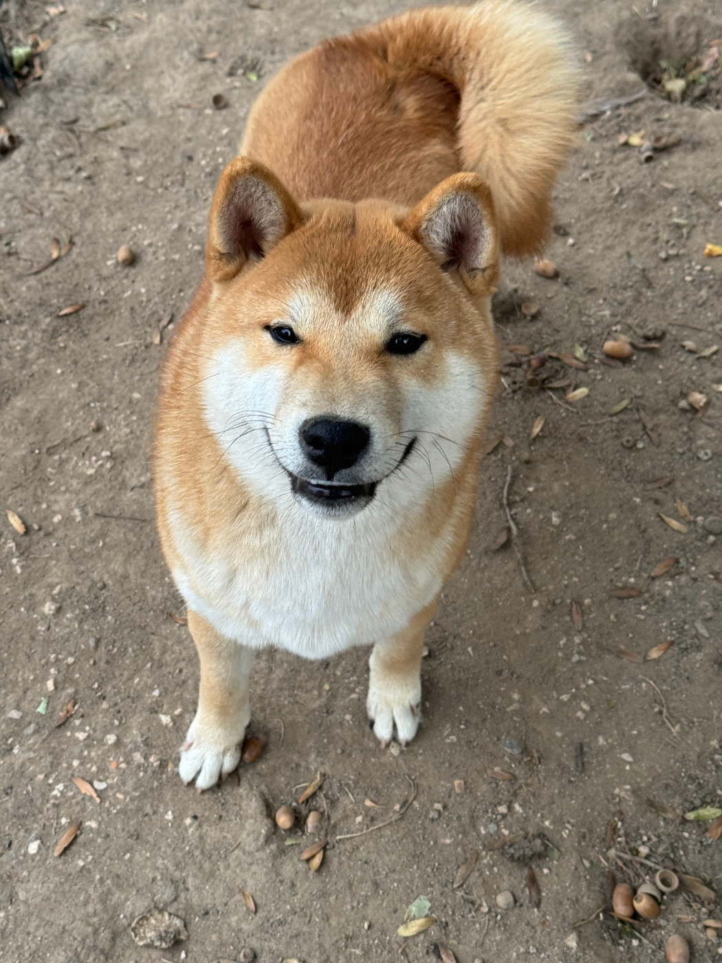 Le Renard Et Le Loup - Chiots disponibles - Shiba