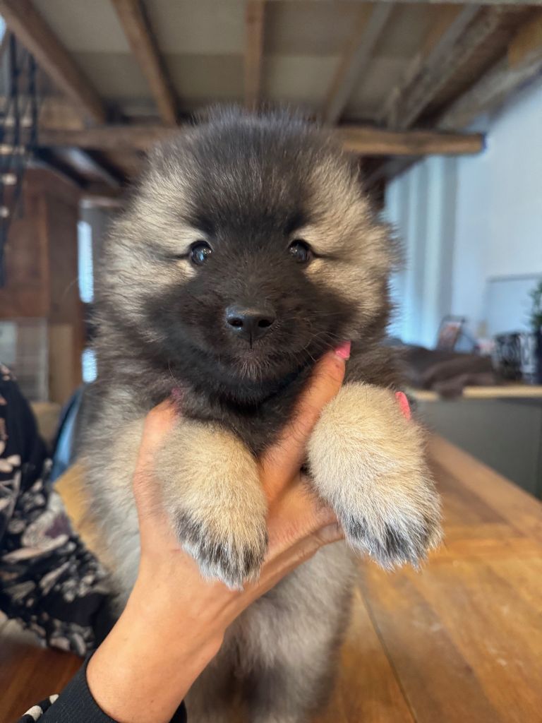 Le Renard Et Le Loup - Chiots disponibles - Spitz allemand