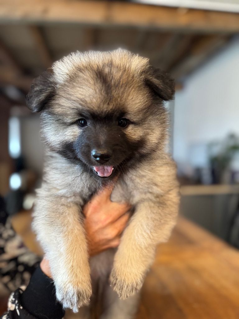 Le Renard Et Le Loup - Chiots disponibles - Spitz allemand